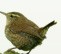 Wren Therapy 645016 Image 0